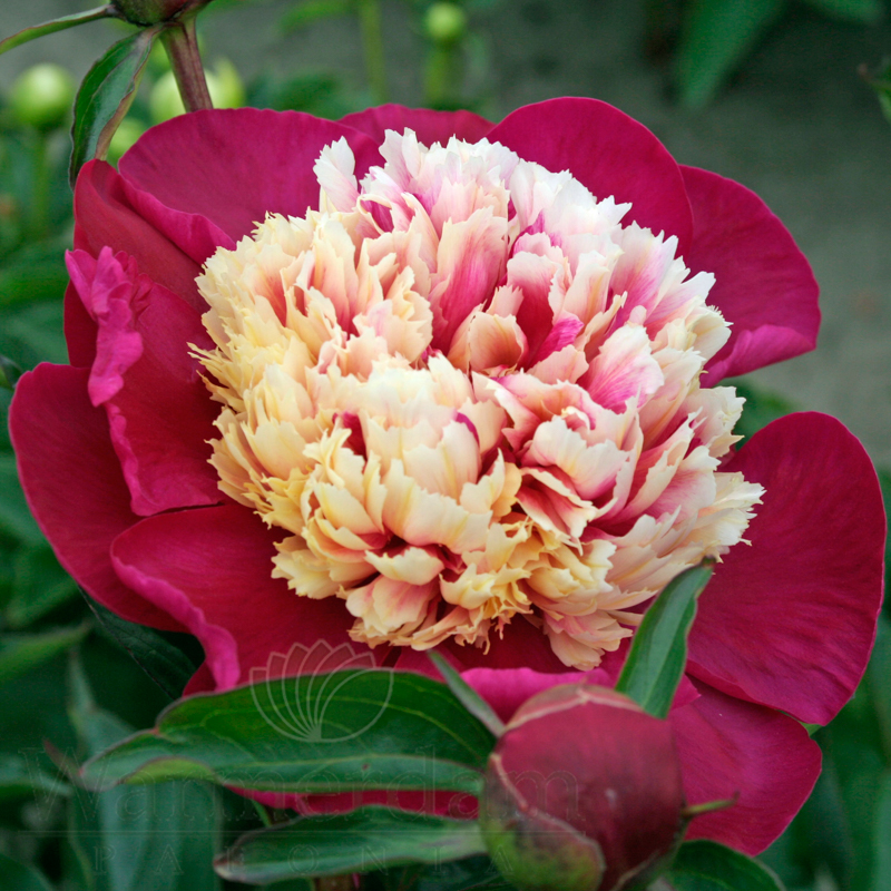 Top 60+ imagen pioni white cap abzlocal fi